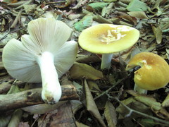 Russula ochroleucoides
