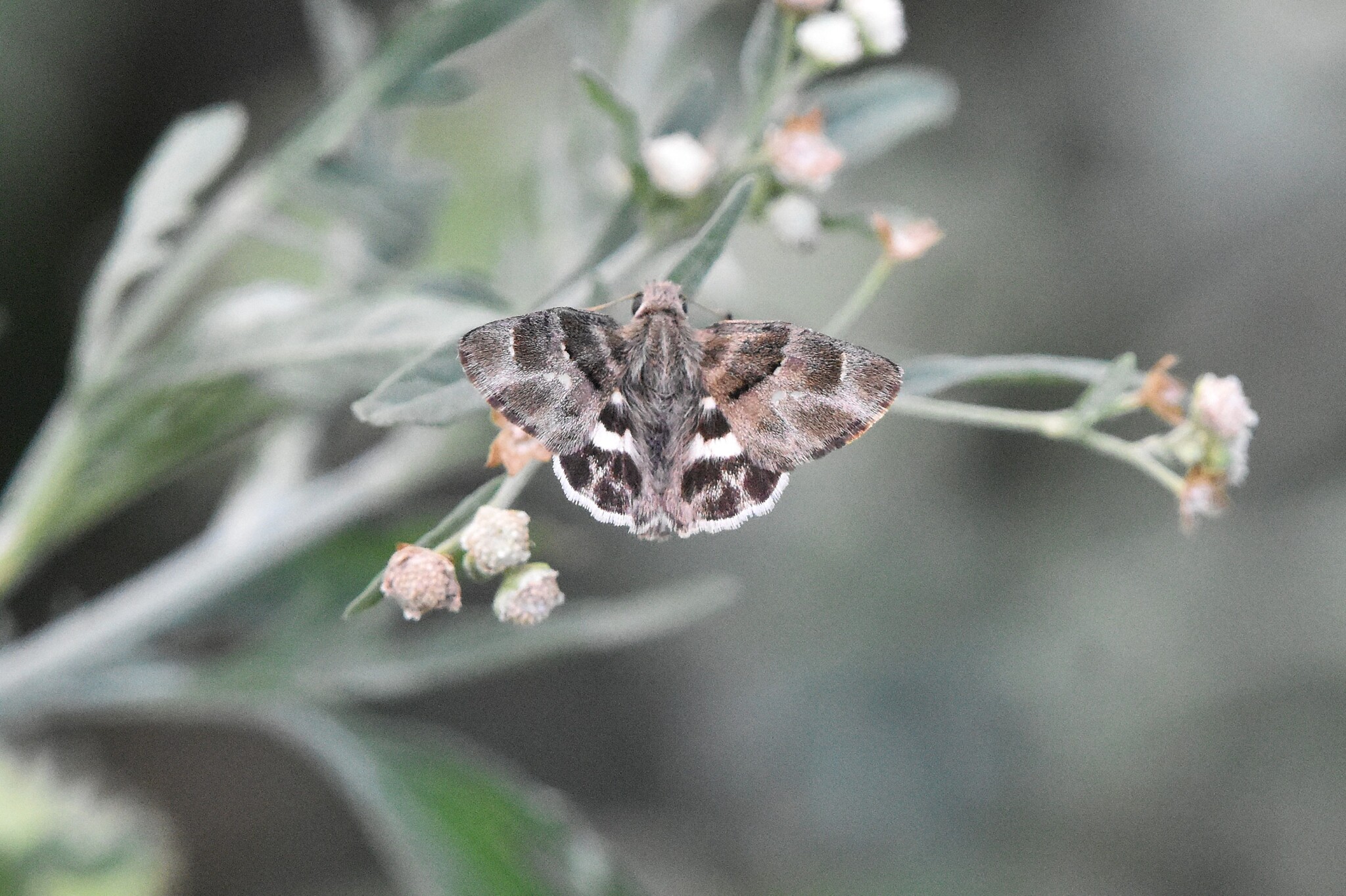 African Marbled Skipper