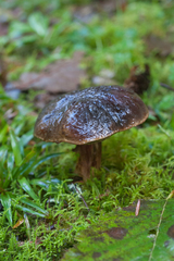 Xerocomellus zelleri