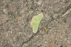 Nemoria lixaria