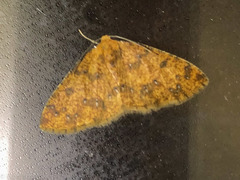 Periclina