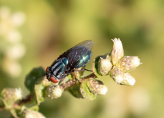 Compsomyiops callipes