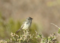 Vireo vicinior