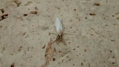 Casama innotata