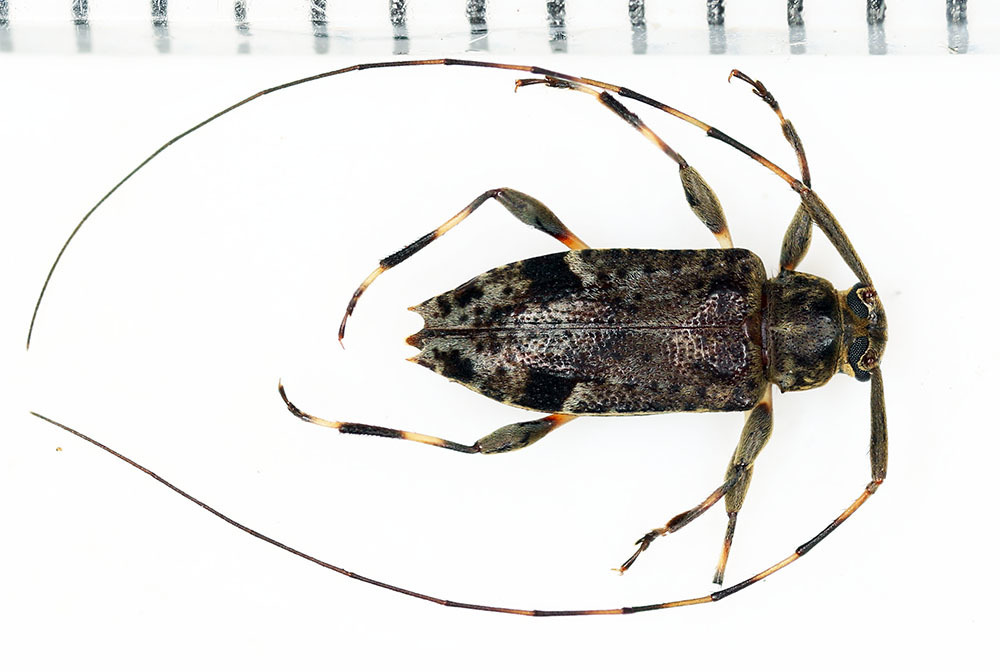 Hyperplatys pichinchensis
