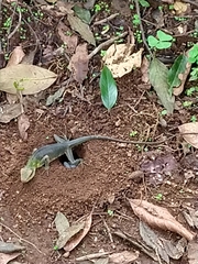 Calotes grandisquamis