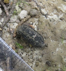 Hemideina crassidens