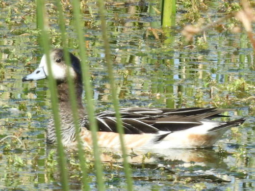 Chiloe Wigeon (Mareca sibilatrix)