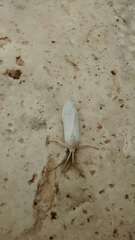 Casama innotata
