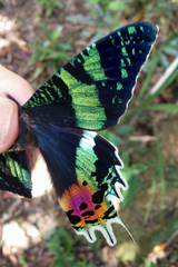 Chrysiridia rhipheus