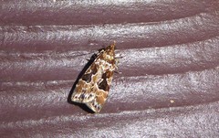 Scoparia ustimacula