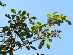 Vitex mollis