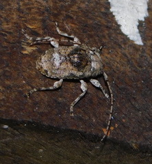 Leptostylus