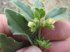 Tetraclea coulteri