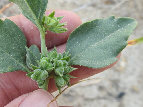 Image of Tetraclea coulteri by (c) Sam Kieschnick, some rights reserved (CC BY)