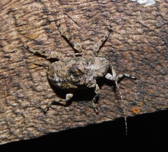Leptostylus