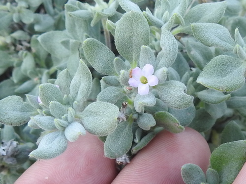 Tiquilia canescens, photograph 2