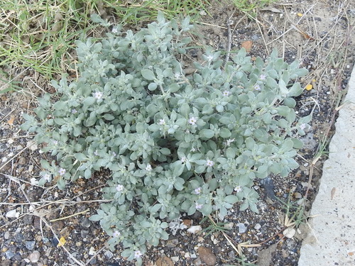 Tiquilia canescens, photograph 3
