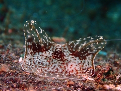 Coeloplana meteoris