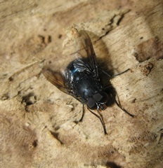 Calliphoroides antennatis