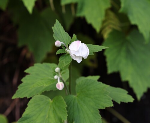 Eriocapitella japonica