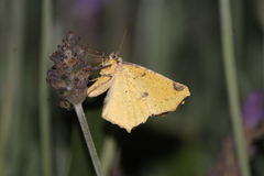 Antepione thisoaria