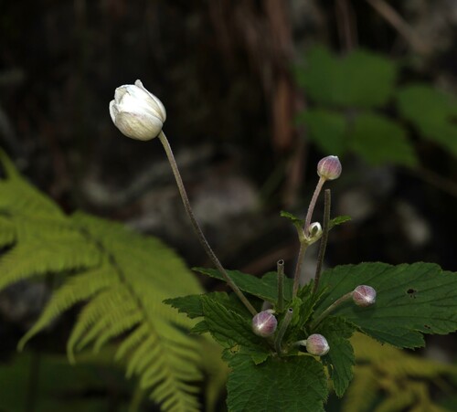 Eriocapitella japonica