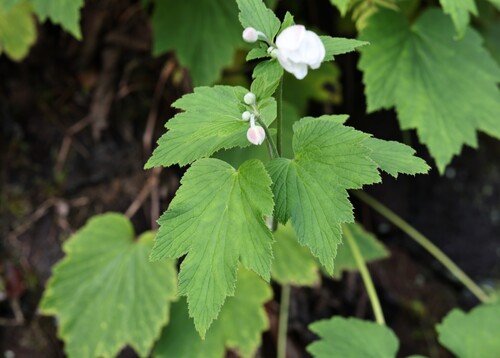 Eriocapitella japonica