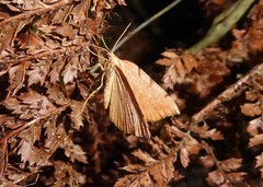 Sestra humeraria
