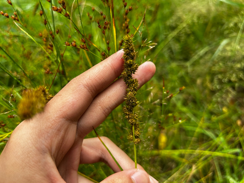 Yellow-fruited Sedge (Carex annectens)