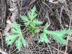 Trachymene composita