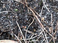 Dicranolaius bellulus