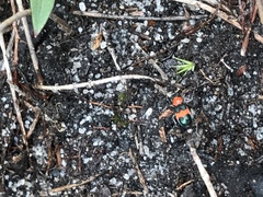 Dicranolaius bellulus