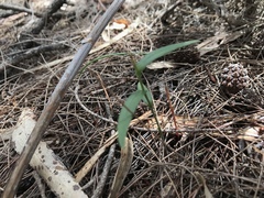 Pterostylis melagramma