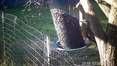 Coccothraustes vespertinus brooksi