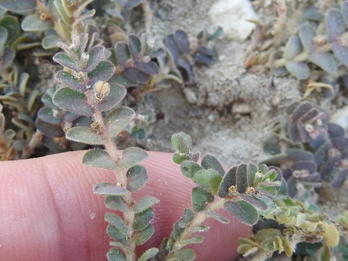 Image of Euphorbia laredana by (c) Sam Kieschnick, some rights reserved (CC BY)