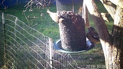 Coccothraustes vespertinus brooksi