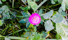 Trifolium pratense
