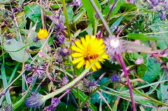 Episyrphus balteatus