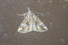 Hypena coatilis
