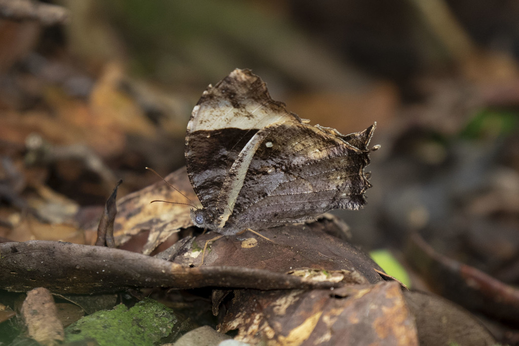 Gnophodes betsimena