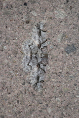 Iridopsis larvaria