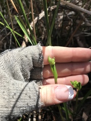 Burchardia umbellata