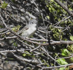 Vireo vicinior