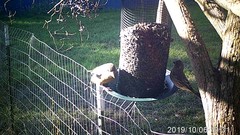 Coccothraustes vespertinus brooksi