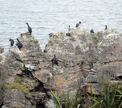 Phalacrocorax featherstoni