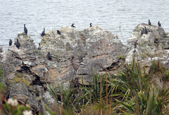 Phalacrocorax featherstoni