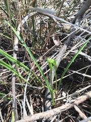Burchardia umbellata