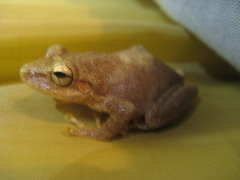 Eleutherodactylus diplasius