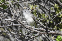 Vireo vicinior